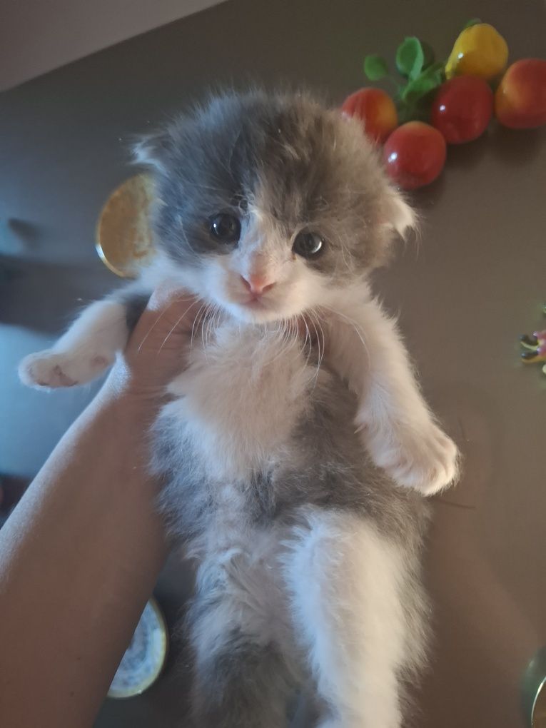 Котята на продажу