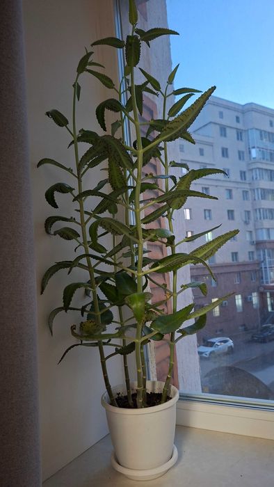 Продам каланхоэ лечебный в горшке