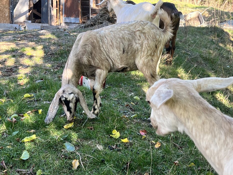 Iede anglonubian din parinti cu pedigree capra