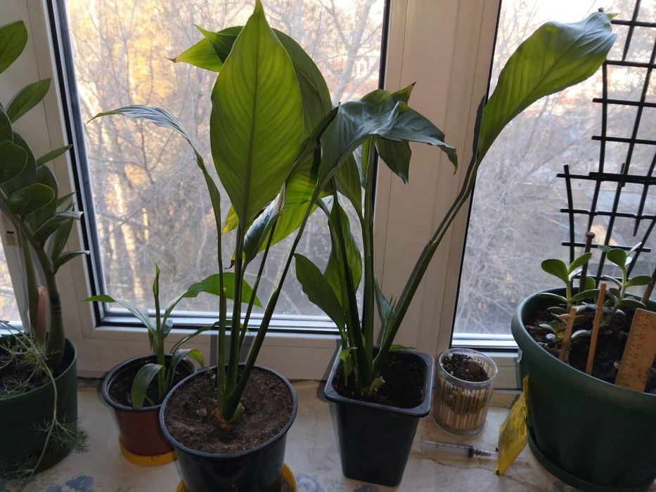 Продам женское счастье