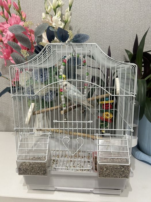 волнистый попугай с клеткой