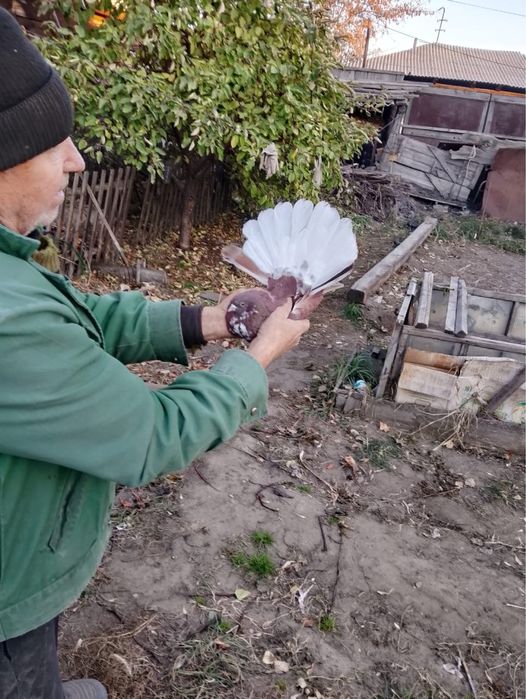 Голуби Николаевские