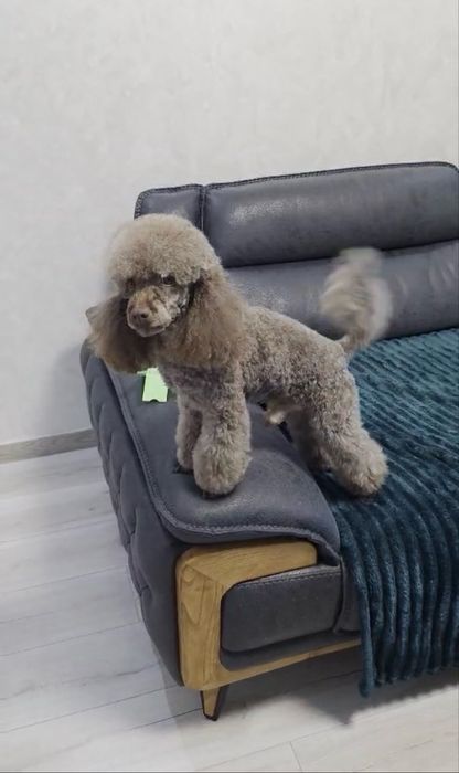 Предлагаме ТОП Мини Пудел