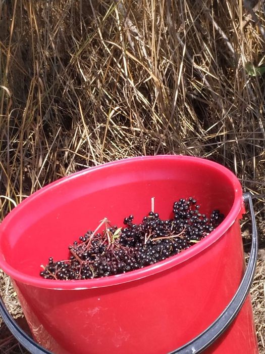 Комплект от 3 бр сладко от черен бъз за 24 лв