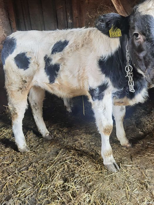 De vanzare vitea belga 190kg