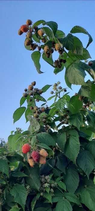 Drajoni( butași) zmeură HIMBOTOP,POLKA și mure remontante