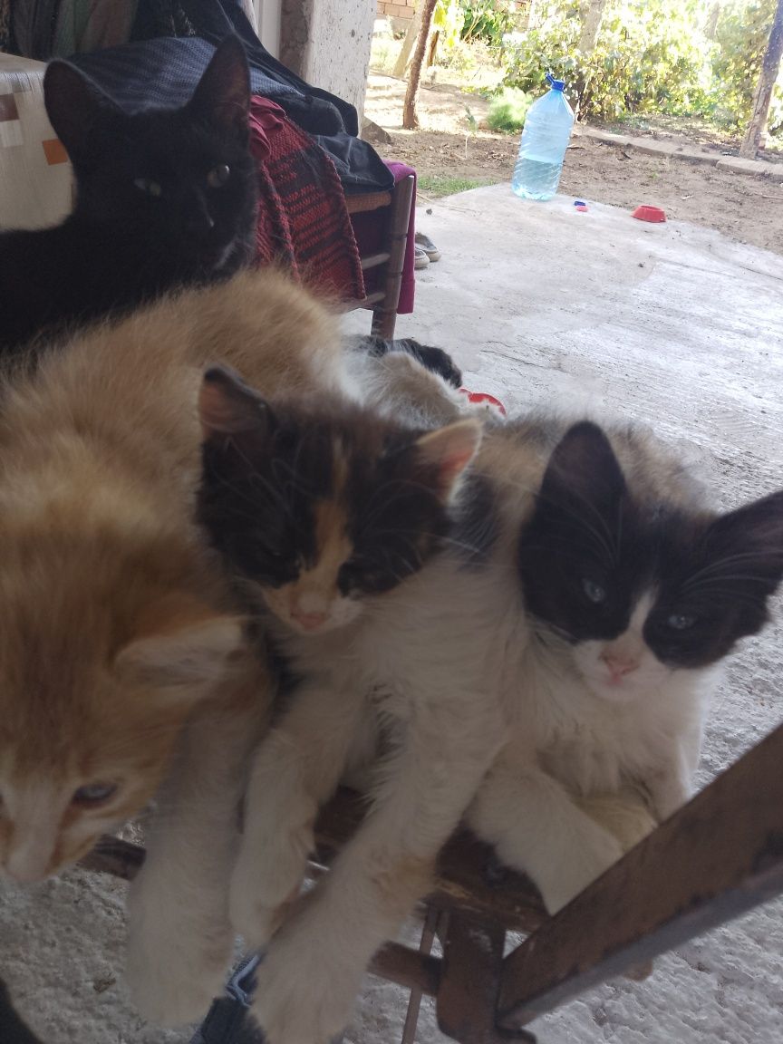 Подарявам котенца