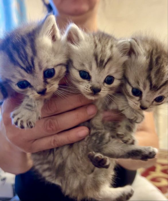 Продам шотланских котят