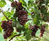 Виноград плодовый морозостойкие сорта туба