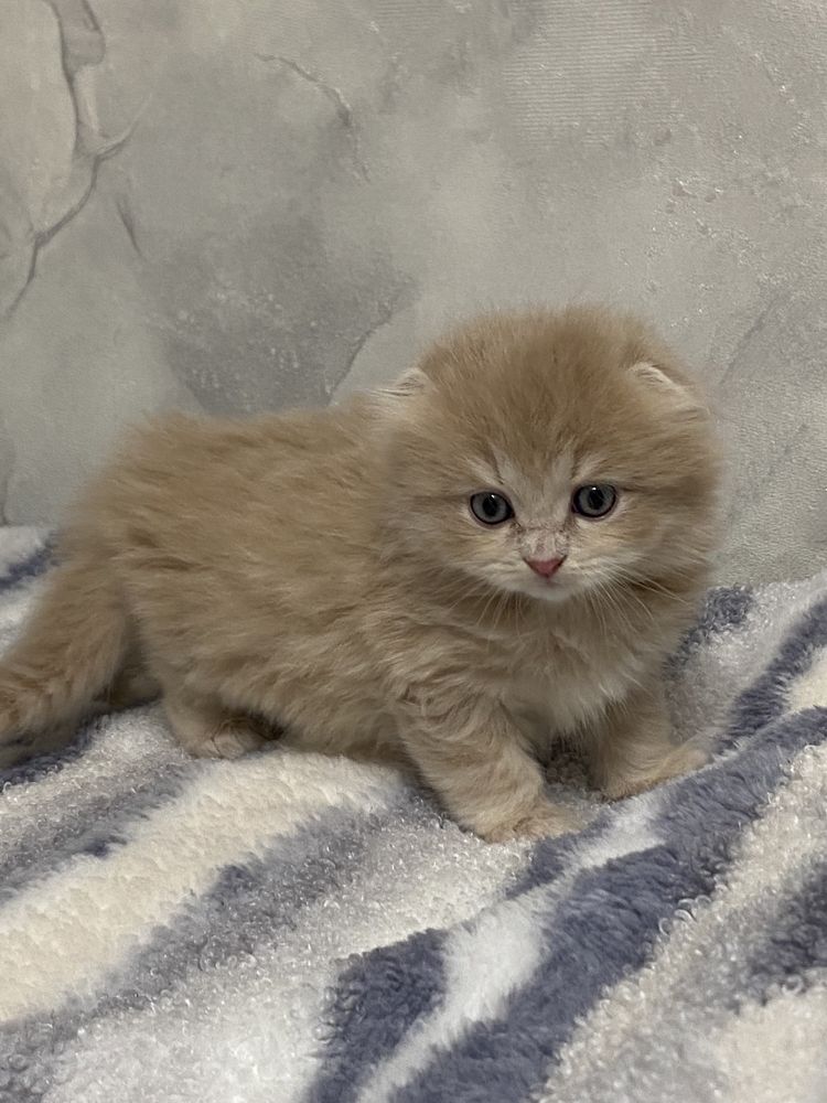 Кот для вязки, шотландец