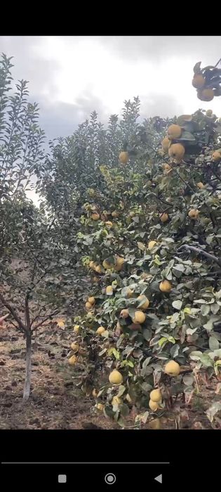 Behi sochniy va shirin o'zimizzi boğdan 50 kilo koldi ko'rib tanlab os