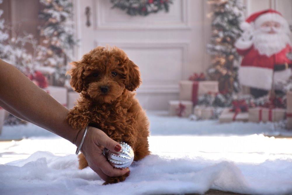 Той пудел (Toy poodle)