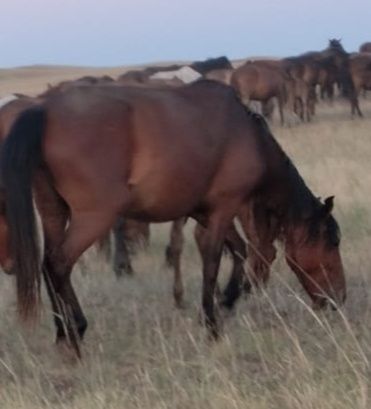 Соғымға семіз жас бие сатамын