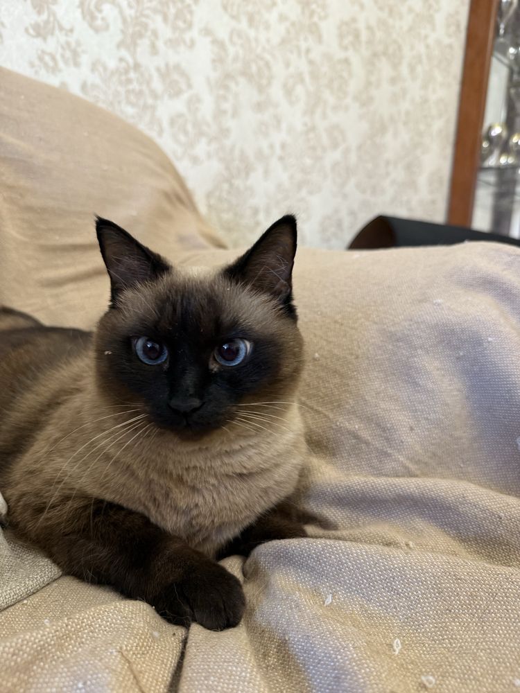Кошку сиамскую ласковую