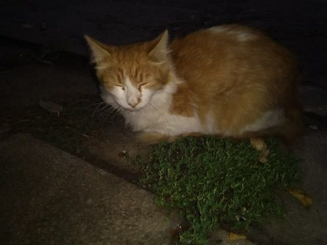 Дарява коте за дом