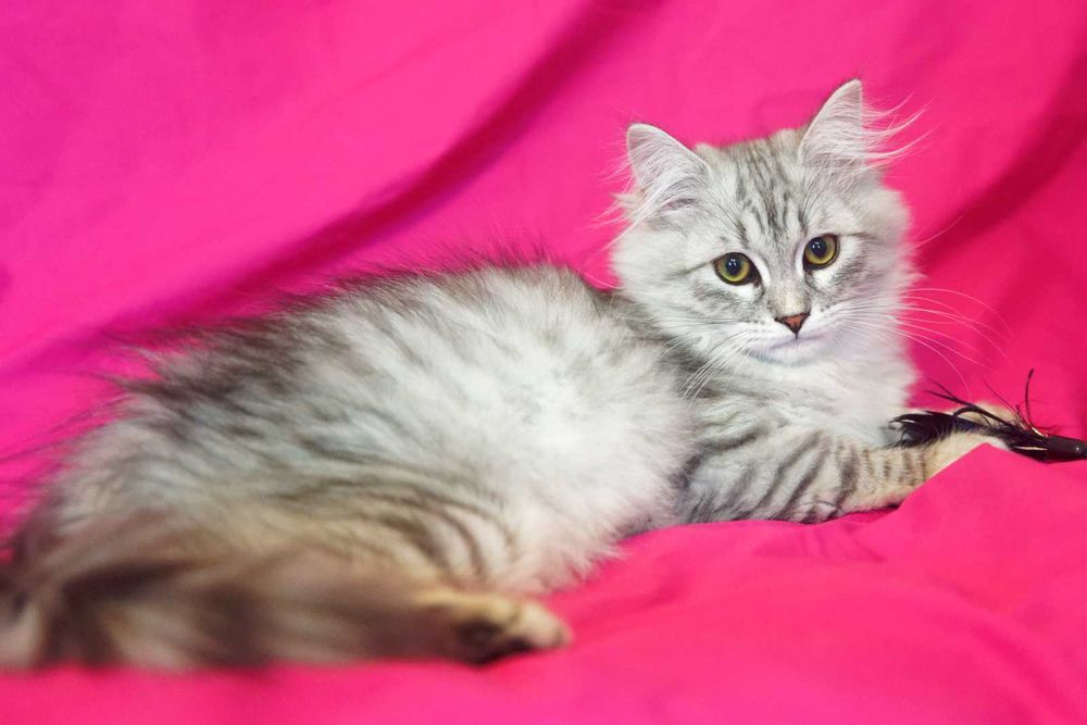 Pisica Siberiana - Felisa Autorizata