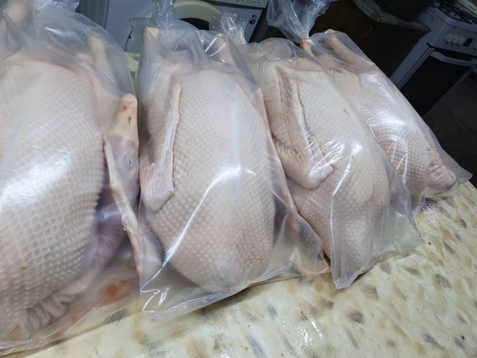 Продаю оптом гусей