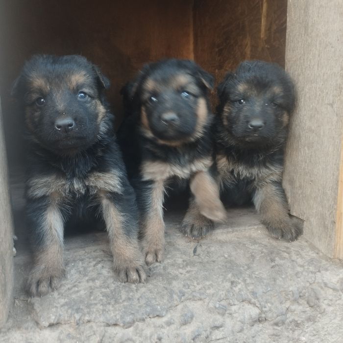 Щенки немецкой овчарки