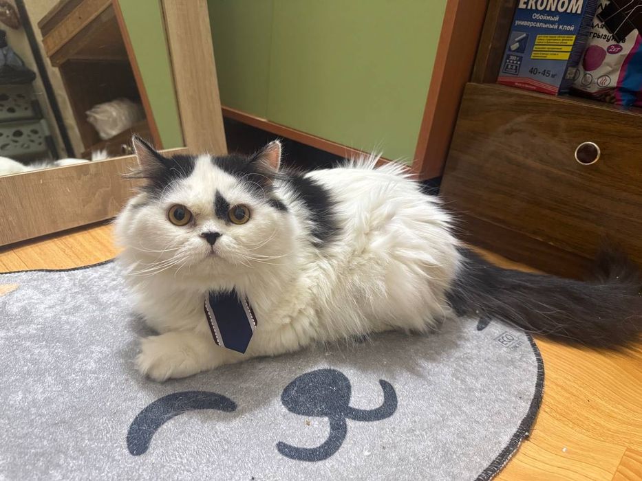 Котик бесплатно даром