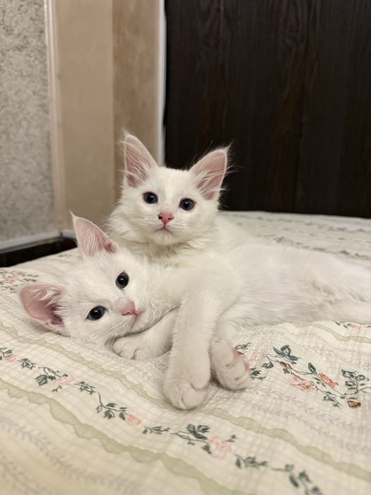 Отдаем котят в ласковые и любящие ручки