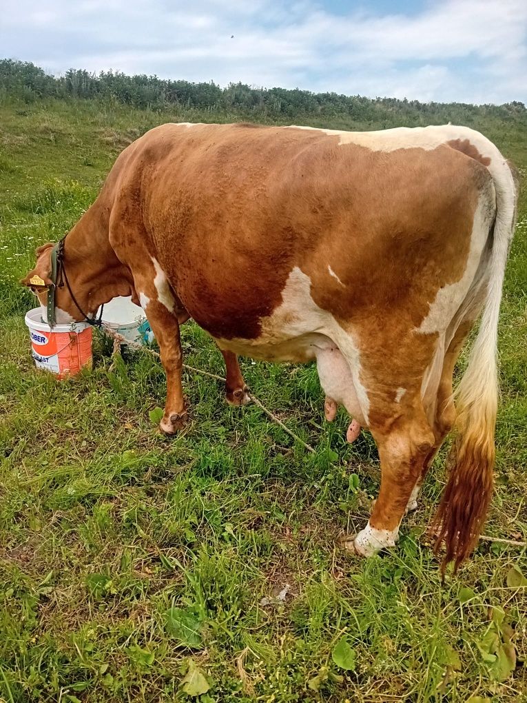De vânzare doauă vacii