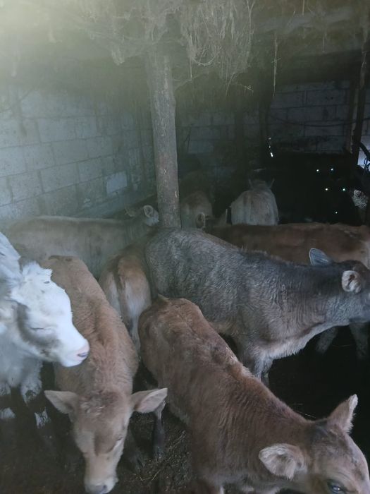 Vand 10 vitei de rasa