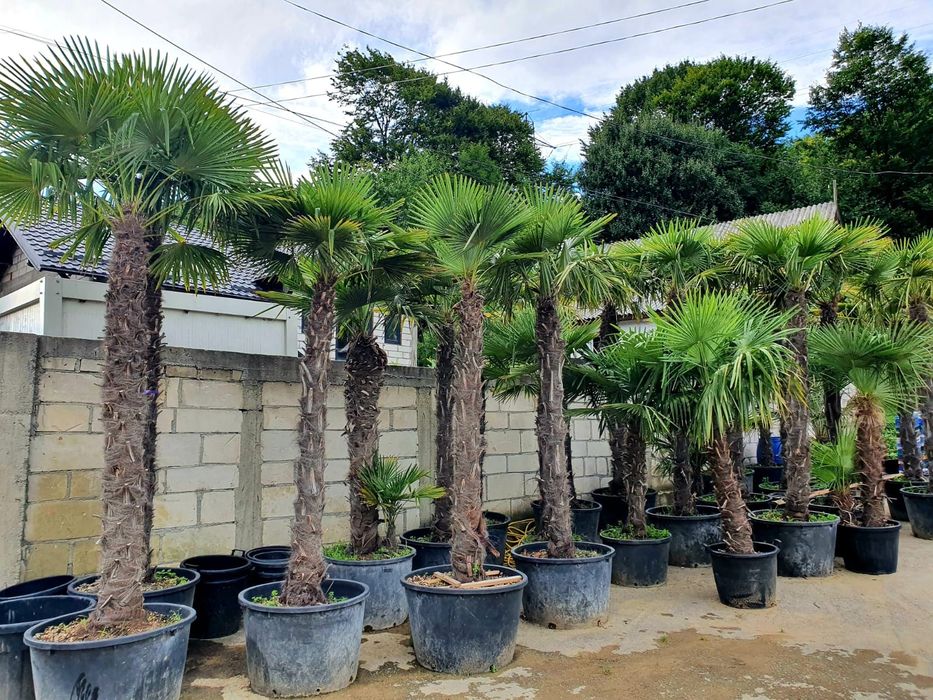 Palmier rezistent la frig Trachycarpus Fortunei ( chamaerops excelsa )