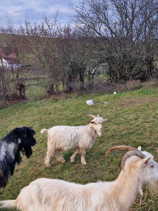 Vand o capra ,doi iezii si un țap