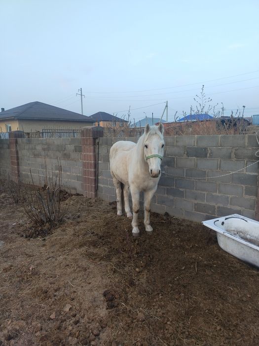 Продам коня 7 лет, обученный