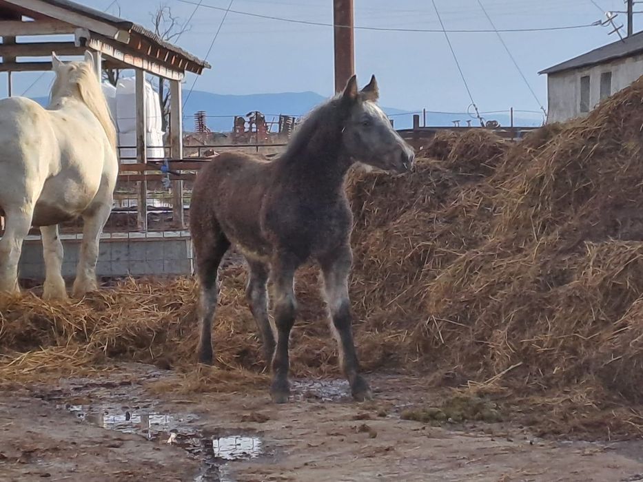 Se vinde mânz foarte frumos sur de 11 luni