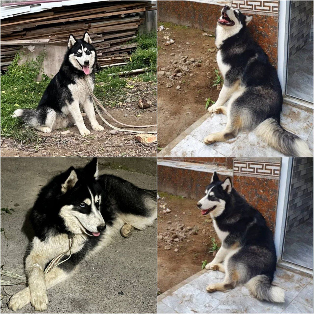 Хаски продаётся .
