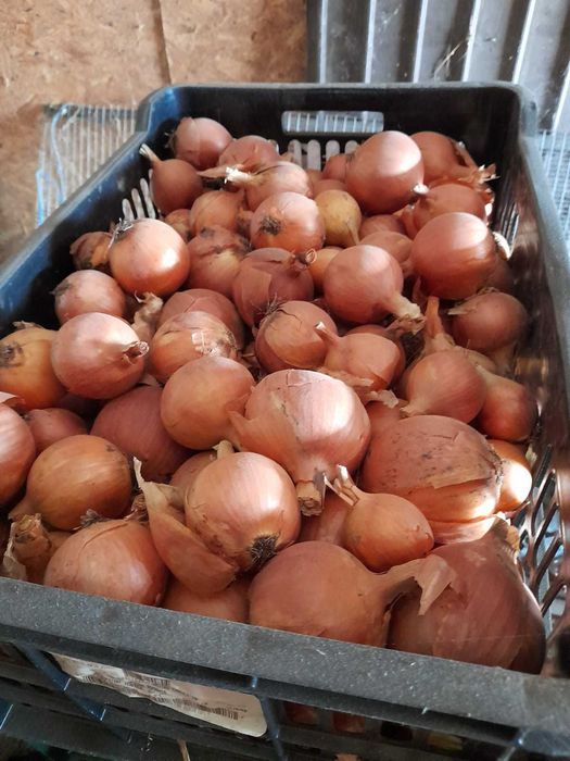 Vand ceapa productia an 2025