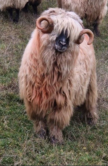 Berbeci țurcani bucalai