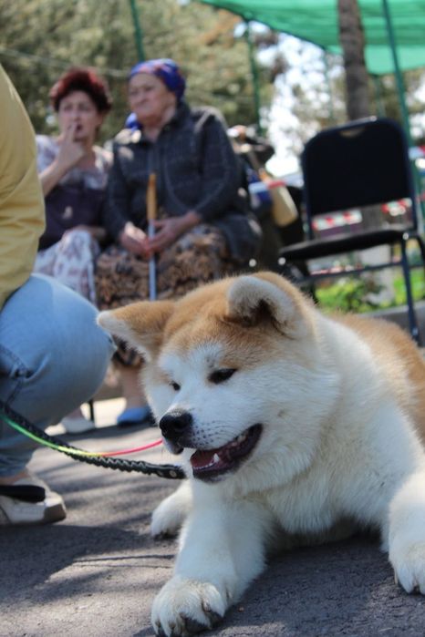 Японская Акита Ину (сука)