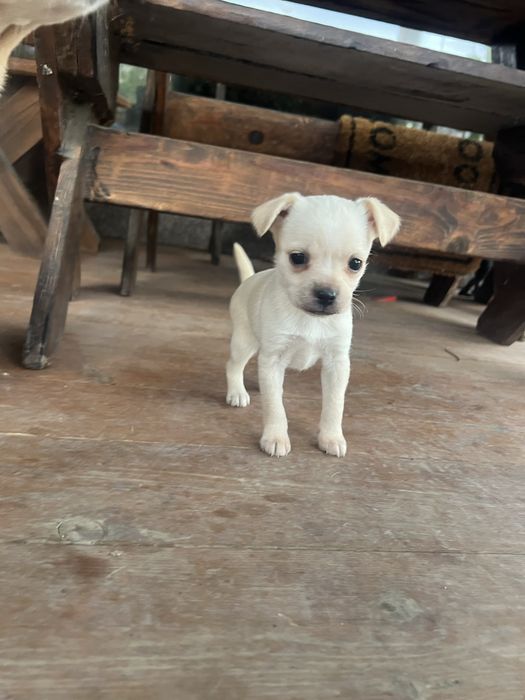 Бели пинчери на два месеца