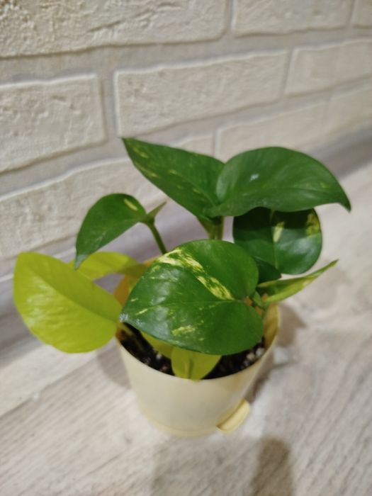 Эпипрениум золотистый и неон