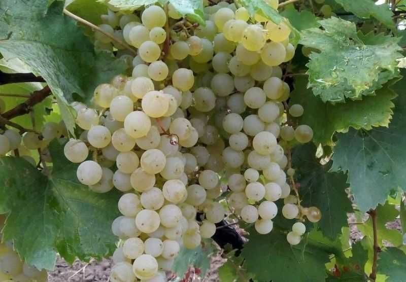 Struguri de vin adusi acasa soiuri alese albi/negri, pret producator