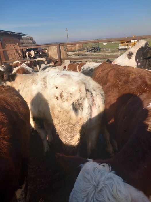 Videi de vânzare 37 bucăți la 250 kg