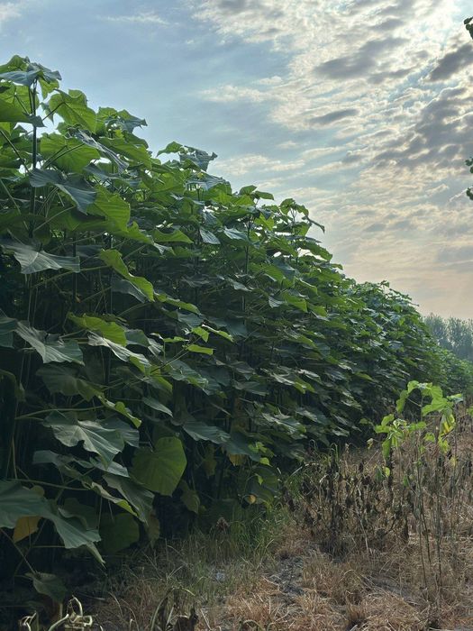 Sifatli pavlonya bor