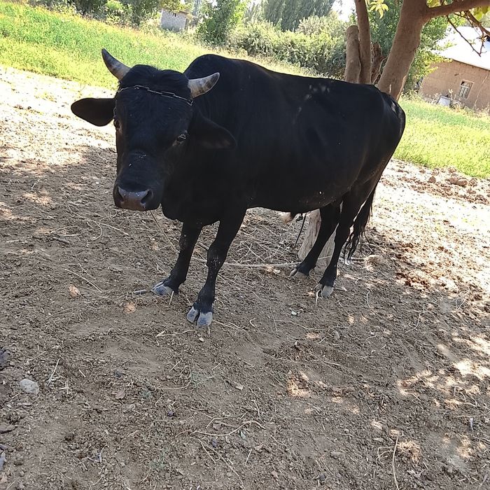 Qora mol sotiladi