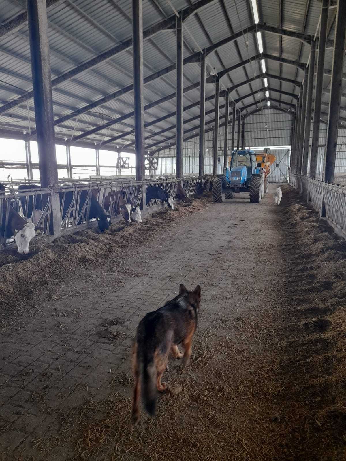 Vand ferma de vaci Holstein