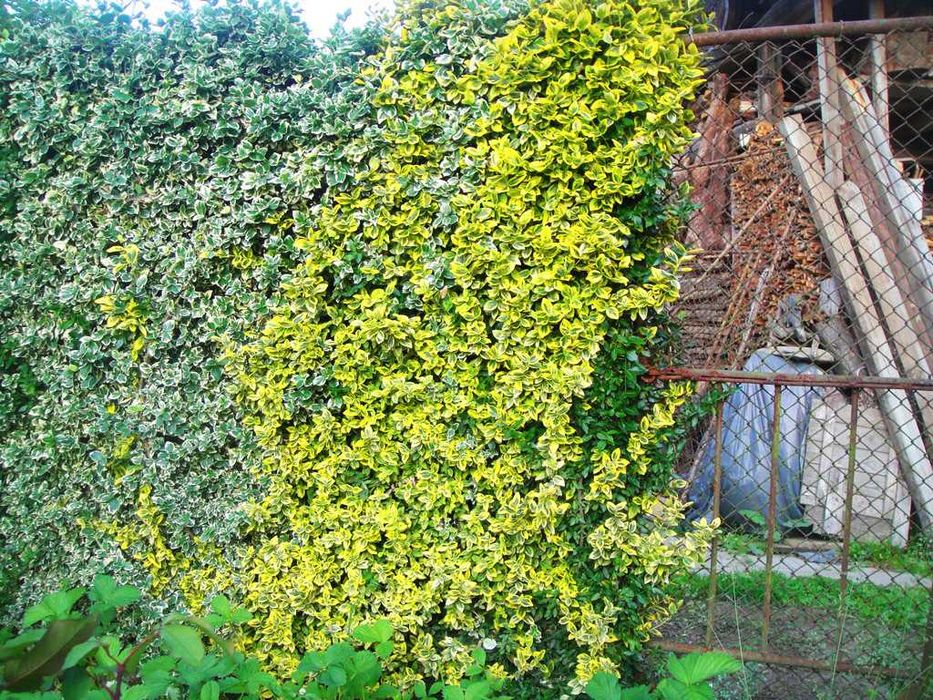 Радиканс - 3 вида вечнозелен жив плет (ПРОМО: 1,10 лв.–0,80 лв.)