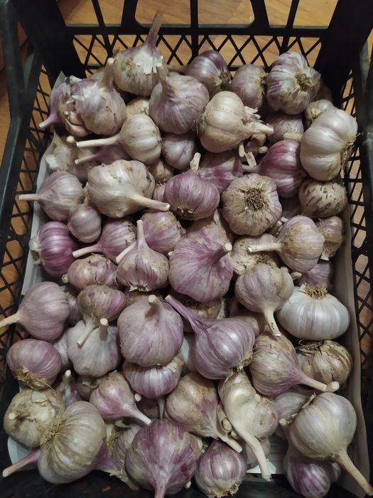 Чеснок дачный продам