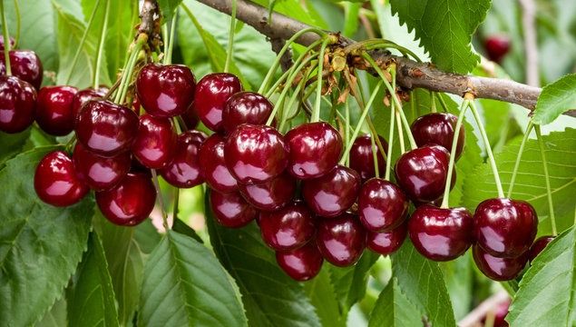 Pomi fructiferi : Cireș soiul George