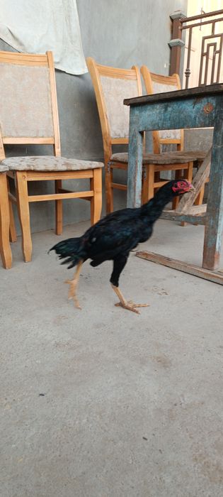 Dakan joja xoroz sotiladi