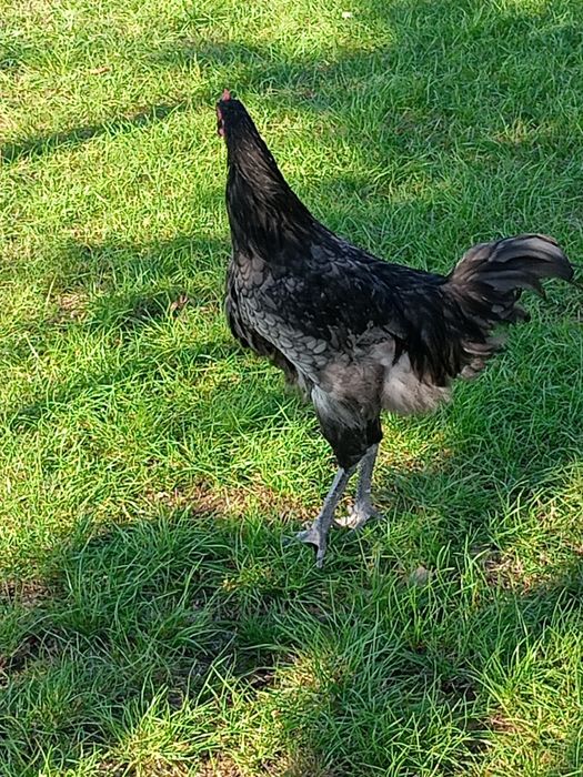 Cocosi australop plymont