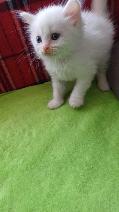 Отам в добрые руки котёнка