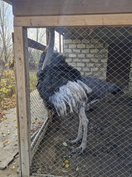 Страус африканский