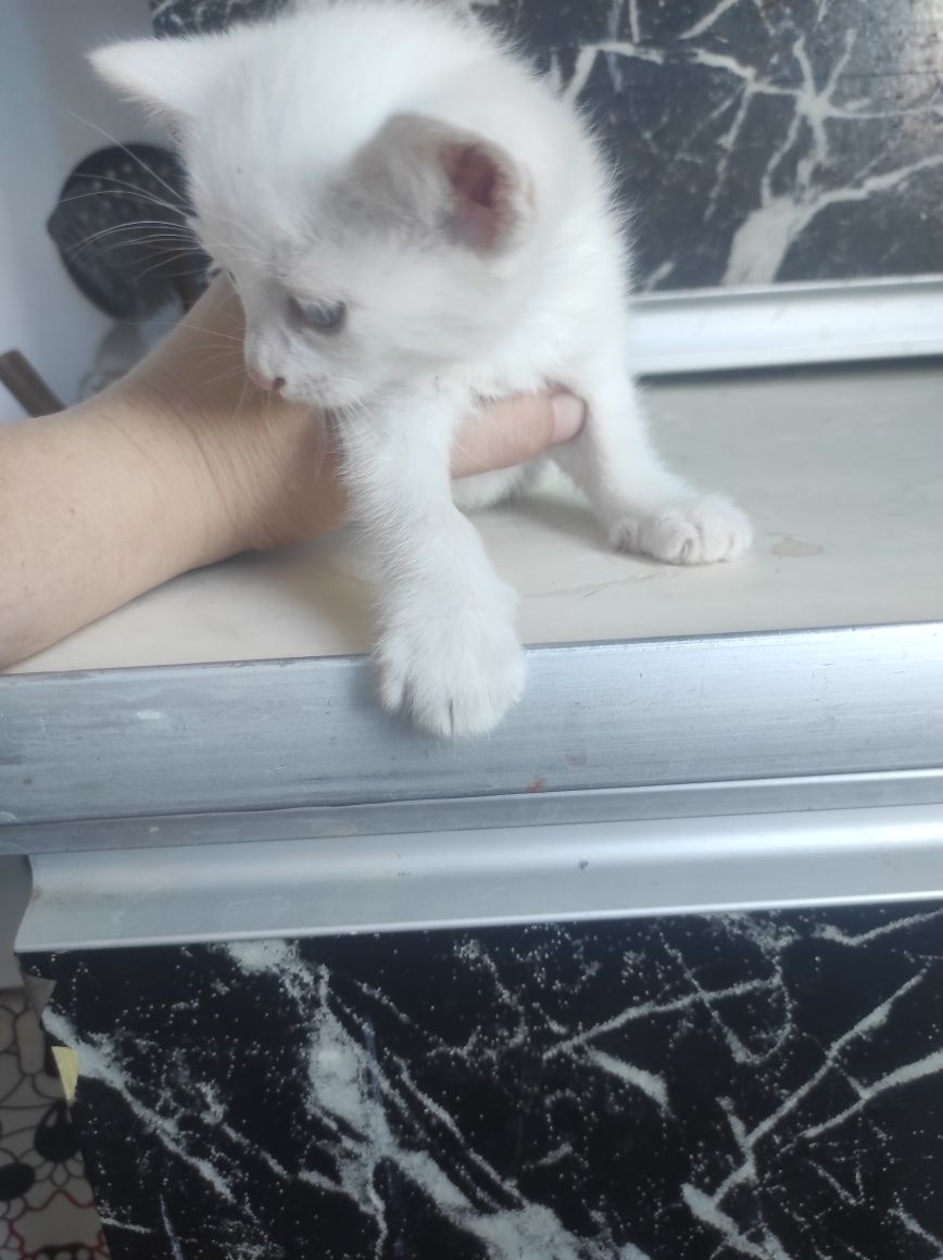 Отдам котят в хорошие руки!