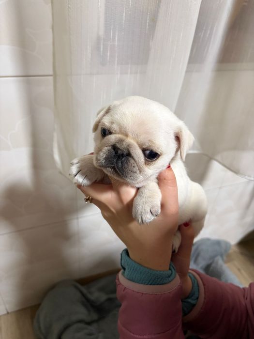 Pui Pug / Mops Alb mascul